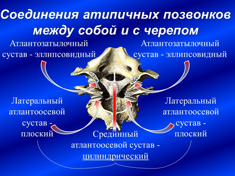 Соединения атипичных позвонков между собой и с черепом Срединный атлантоосевой сустав - цилиндрический Латеральный